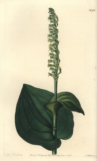 Gennaria diphylla da Sydenham Teast Edwards