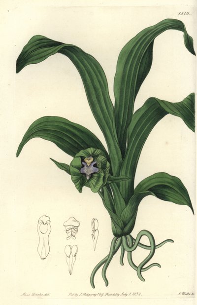 Varietà di orchidea, Pabstia viridis da Sydenham Teast Edwards