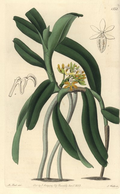 Orchidea varietà Saccolabium - Orchidea Acampe praemorsa (Saccolabium papilloso) da Sydenham Teast Edwards