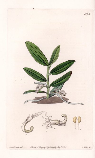 Orchidea: varietà di camphylocentrum da Sydenham Teast Edwards