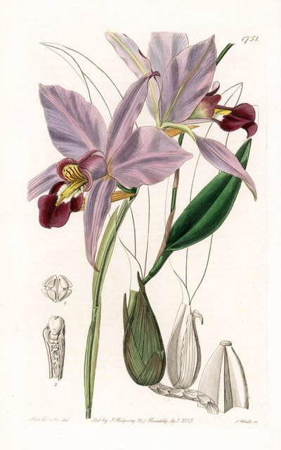 Orchidea: varietà di laelia da Sydenham Teast Edwards