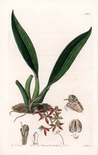Orchidea: varietà di macradenia, nativa della Guiana da Sydenham Teast Edwards