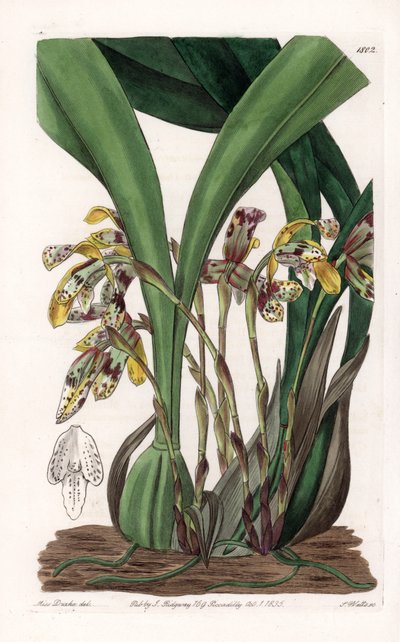 Orchidea: varietà di Maxillaria, nativa del Sud America da Sydenham Teast Edwards