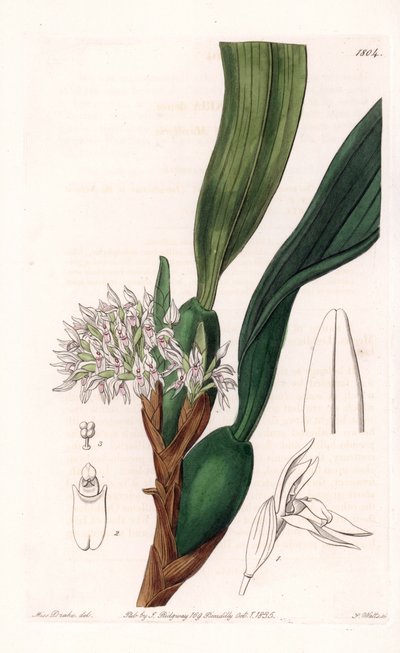 Orchidea: varietà di maxillaria, nativa del Sud America da Sydenham Teast Edwards