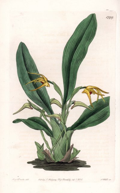 Orchidea: varietà di Maxillaria, nativa dell
