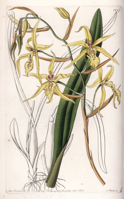 Orchidea: varietà di miltonia da Sydenham Teast Edwards