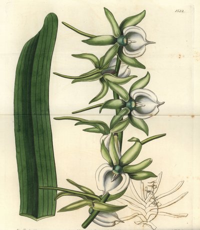 Varietà di orchidea delle Isole dell