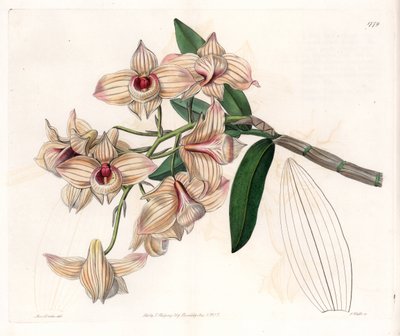 Orchidea: varietà di Dendrobium da Sydenham Teast Edwards