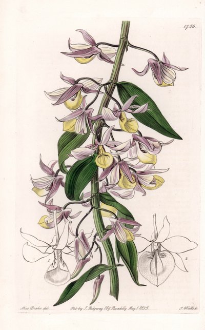 Orchidea: varietà di Dendrobium, nativa dell
