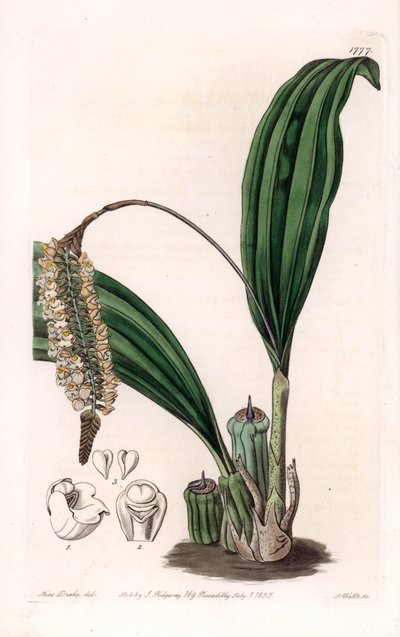 Orchidea: varietà di Pholidota, nativa dell
