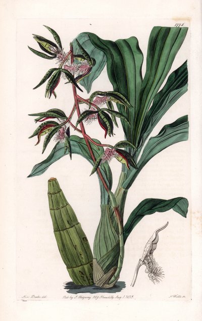 Orchidea: varietà di catasetum, chiamata barbuta da Sydenham Teast Edwards