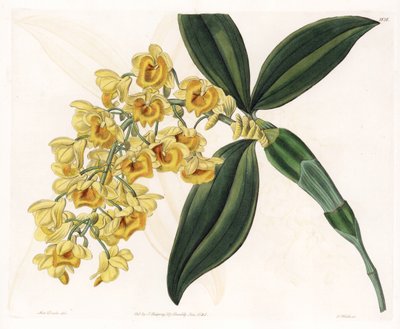 Orchidea: varietà di dendrobium da Sydenham Teast Edwards