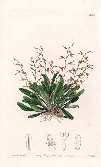 Orchidea: varietà di epidendro da Sydenham Teast Edwards