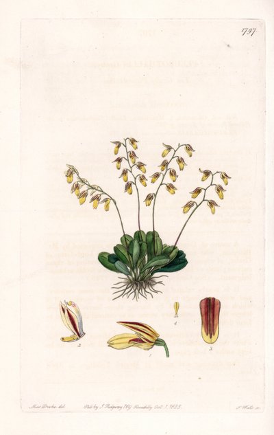 Orchidea: varietà di epidendro da Sydenham Teast Edwards