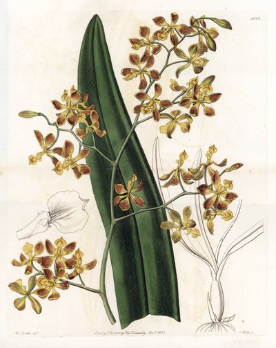 Orchidea: varietà di epidendrum da Sydenham Teast Edwards