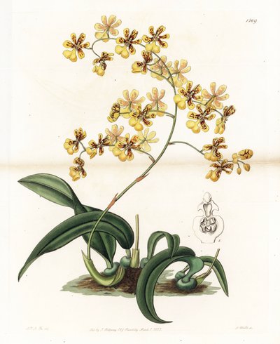 Orchidea: varietà di oncidium epifitico del Brasile da Sydenham Teast Edwards