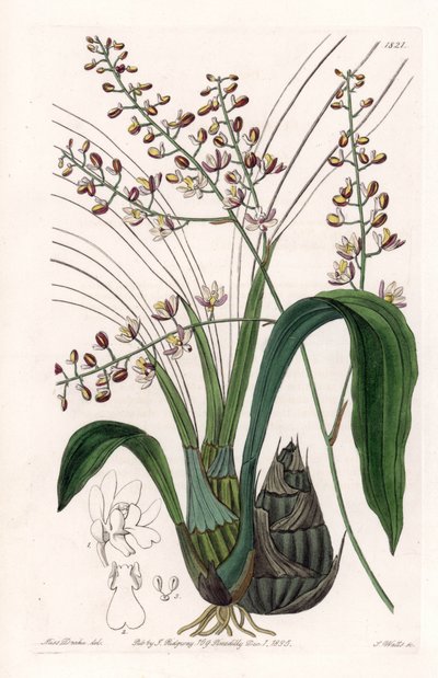 Orchidea: varietà di eulophia da Sydenham Teast Edwards
