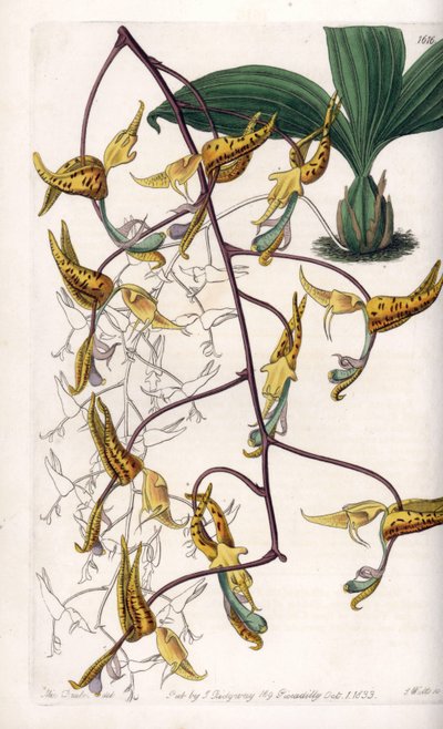 Gongora, varietà di orchidea da Sydenham Teast Edwards