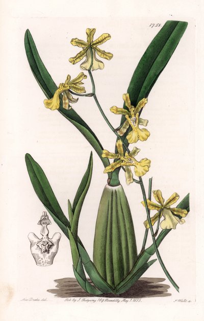 Orchidea, varietà di oncydium, originaria del Sud America - Tavola incisa da S. Watts, da un