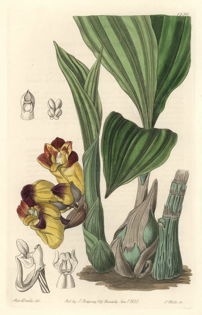 Orchidea Acanthephippium bicolor, originaria dello Sri Lanka - Acquaforte di S. Watts da un