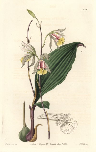 Orchidea, Bletia americana da Sydenham Teast Edwards