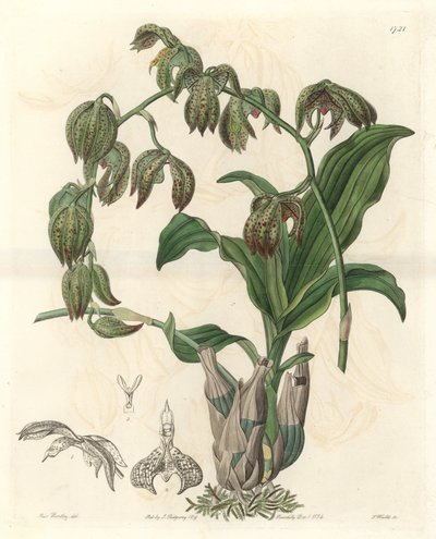 Orchidea Catasetum, nativa del Brasile - Acquaforte di S. Watts da un
