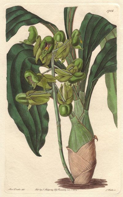 Orchidea Catasetum, nativa del Brasile da Sydenham Teast Edwards