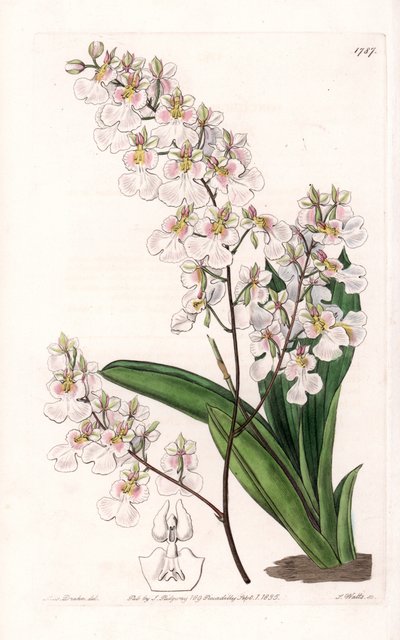 Orchidea Tolumnia pulchella, endemica della Giamaica - Inciso da S. Watts, da un