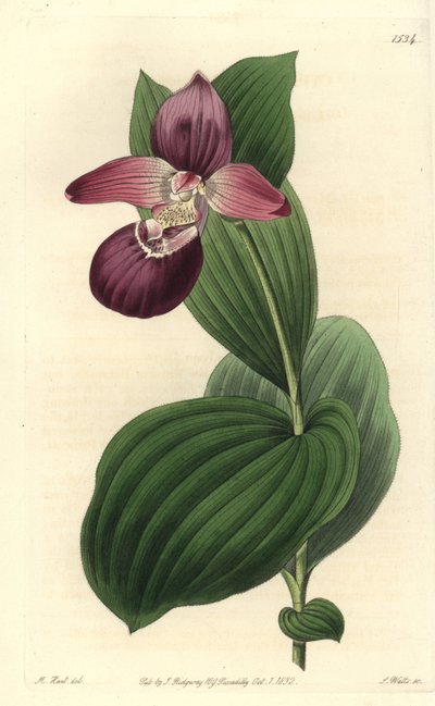Cypripedium macranthos da Sydenham Teast Edwards