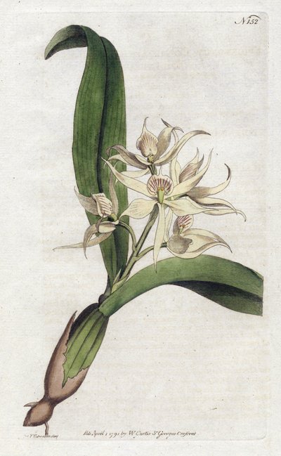 Orchidea epidendrum fragrante da Sydenham Teast Edwards