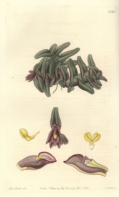Orchidea epidendrum del Centro America da Sydenham Teast Edwards
