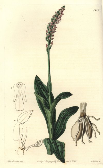 Orchidea neotinea - Orchidea a fiori densi, Neotinea maculata da Sydenham Teast Edwards
