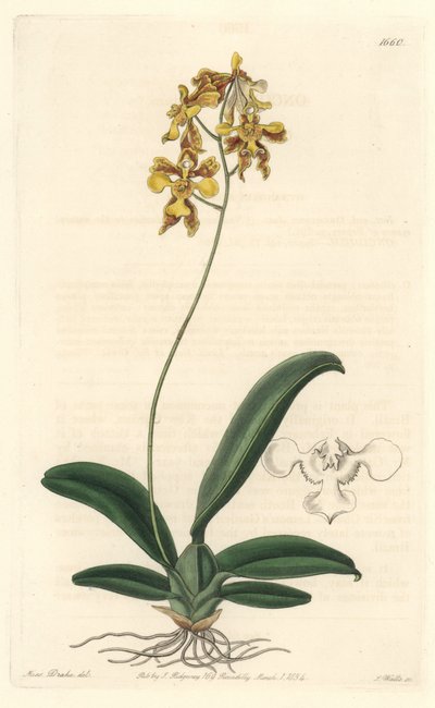 Orchidea oncidium gialla, nativa del Brasile - Acquaforte di S. Watts da un