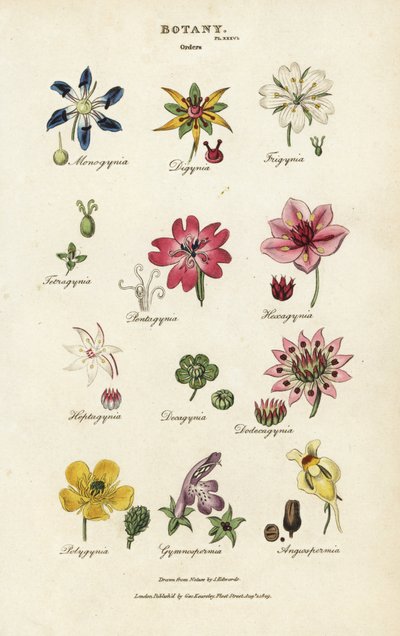 Ordini di fiori: Monogynia, Digynia, Trigynia, Pentagynia, ecc. da Sydenham Teast Edwards