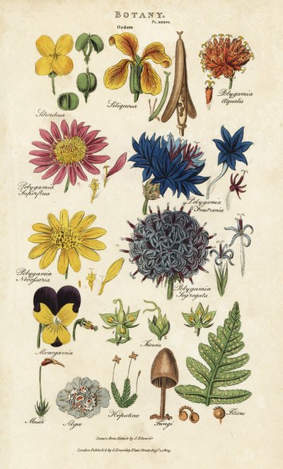 Ordini di fiori: Siliculosa, Seliquosa, Polygamia, Monogamia, Filicus, Fungi, ecc. da Sydenham Teast Edwards
