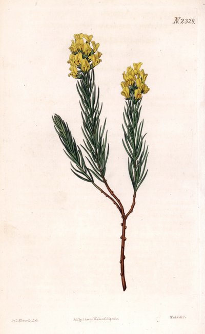 Aspalathus callosa da Sydenham Teast Edwards