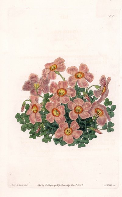 Oxalis Variete da Sydenham Teast Edwards