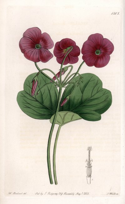 Oxalis de Bowie da Sydenham Teast Edwards