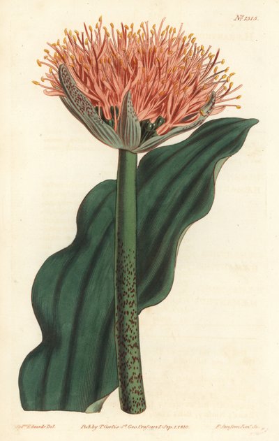 Giglio pennello, Scadoxus puniceus da Sydenham Teast Edwards