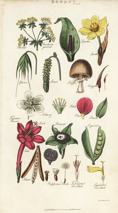 Parti dei fiori tra cui petalo, nettario, glume, seme, spata, brattea, legume, ecc. da Sydenham Teast Edwards