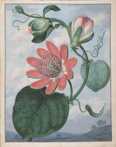 Fiore della passione, 1799 da Sydenham Teast Edwards