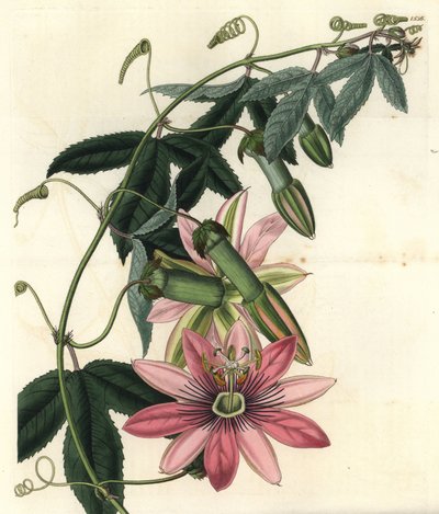 Varietà di passiflora - Poro poro, Passiflora pinnatistipula da Sydenham Teast Edwards