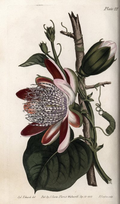 Passiflora, bocciolo e fiore (incisione colorata di Sydenham Edwards per le Conferences of Botanical, Botanical Garden of Lambeth) da Sydenham Teast Edwards