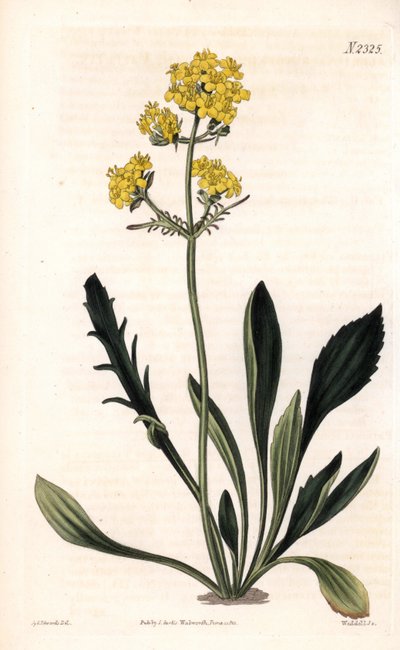 Patrinia sibirica (valeriana altaica, Valeriana ruthenica) da Sydenham Teast Edwards