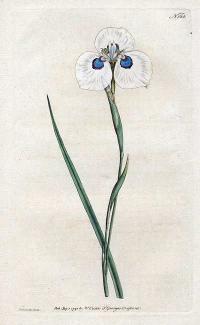 Iris del pavone - Litografia di Sydenham Edwards, tavola dal Botanical Magazine di William Curtis da Sydenham Teast Edwards