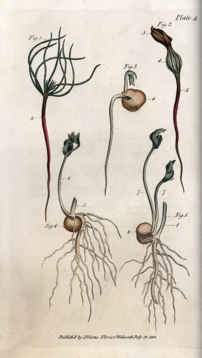 Piselli, seme leguminoso in diverse fasi di germinazione. Incisione a rame colorata, illustrazione di Sydenham Edwards per le Conferenze di Botanica, Giardino Botanico di Lambeth (Inghilterra) da Sydenham Teast Edwards