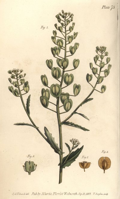 Pennycress, Thlaspi arvense da Sydenham Teast Edwards