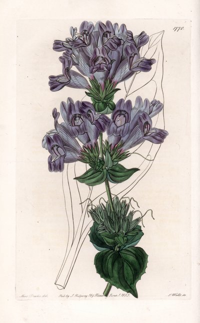 Penstemon Variete da Sydenham Teast Edwards