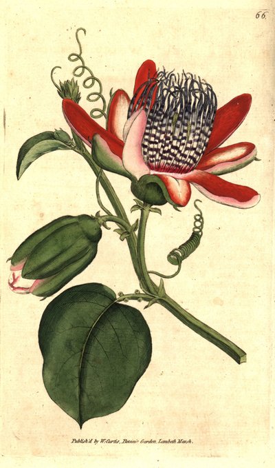 Granadilla profumata - Passiflora alata da Sydenham Teast Edwards