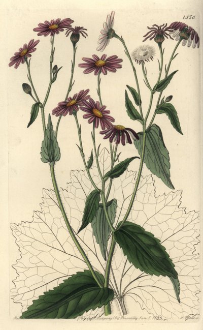 Pericallis tussilaginis (Senecio tussilaginis). Incisione a mano colorata a rame di S. Watts da un